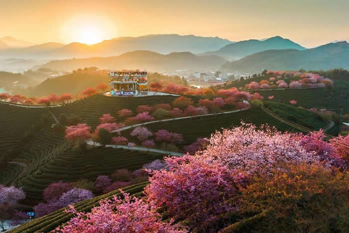 漳平市永福樱花茶旅景区.jpg